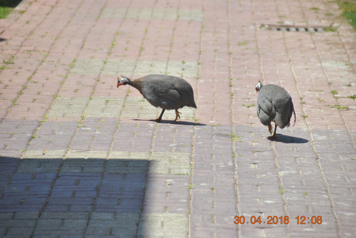 imagini hotel VON GOLDEN BEACH